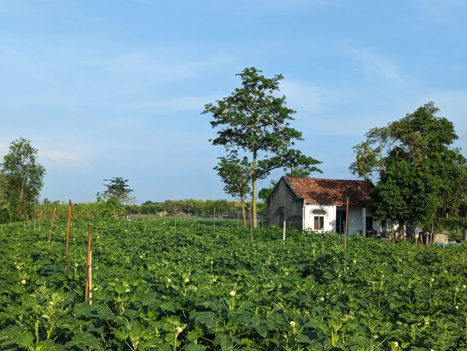 Hình ảnh tại Sâm Ngọc Linh Khánh Ngân 6